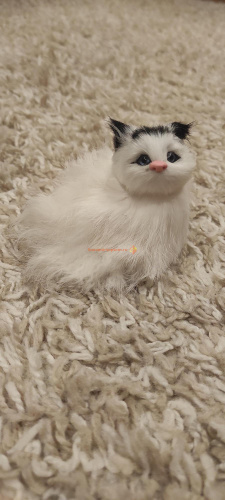 Кот из меха 2 во Беслане